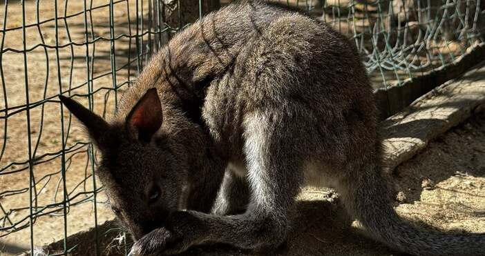 От варненската зоологическа градина съобщиха прекрасна вест Имаме още една изненада