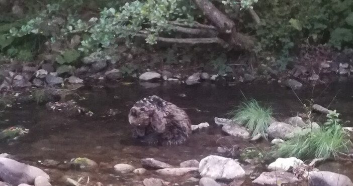 Животното е открито в река в безпомощно състояниеСпасиха 2 годишно мече край