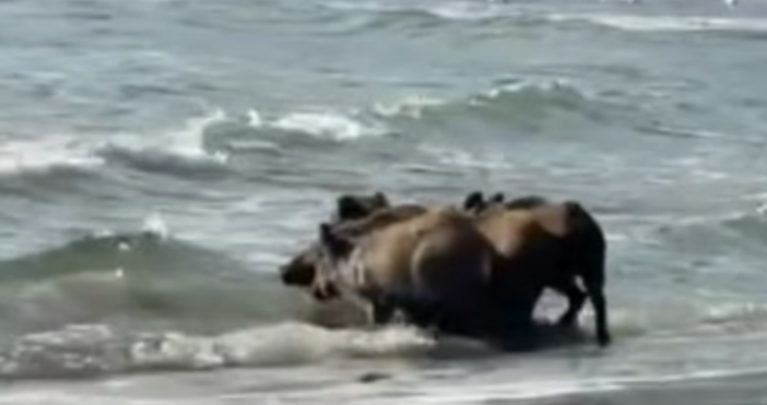 Необичайни курортисти на плажа в Аспарухово Семейството диви прасета отиде