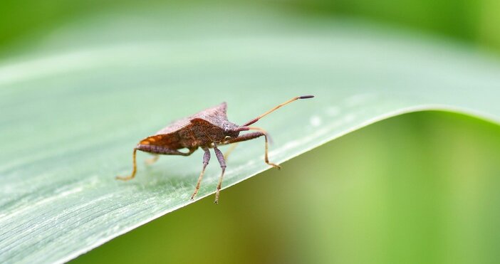 Миризливките са едни от най неприятните натрапници в домовете Макар че