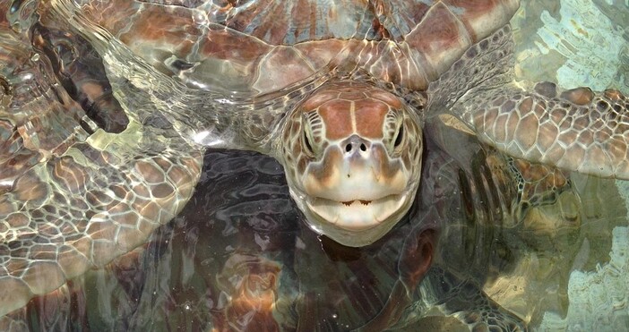 Все по често морски костенурки хапят плувците във водите край плажа