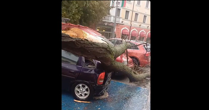 Кадри Фейсбук, Д. МитевПаднало дърво повреди три автомобила в центъра
