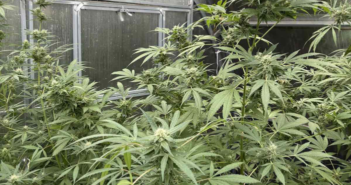 Снимки: МВРКриминалисти от столичното Пето РУ разбиха наркооранжерия. Акцията се