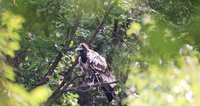 Египетският лешояд Ника освободена от Българското дружество за защита на