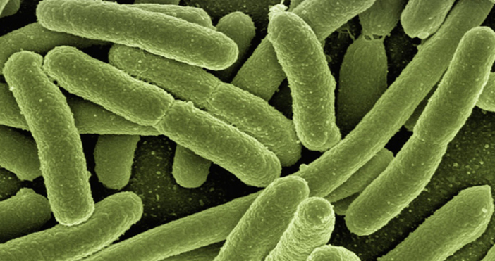 Бактериите бързо развиват резистентност към антибиотици За това предупреди Световната здравна