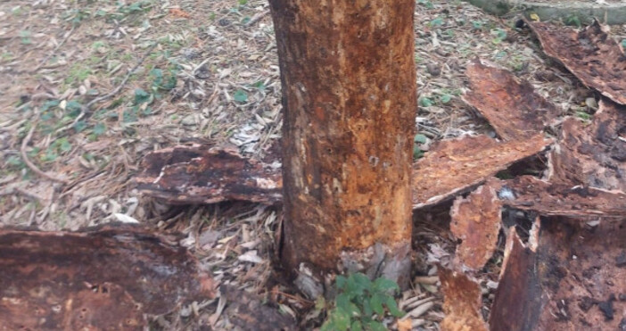 След боровата процесионка нов неприятел атакува боровите гори в България Става въпрос