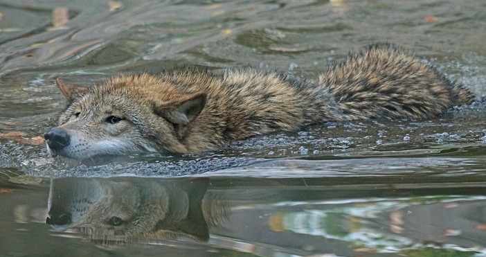 Първият научно потвърден хибрид между вълк и куче на територията