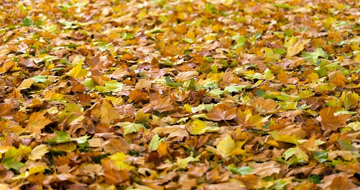 Повечето градинари събират отпадъци от есенни листа само за да