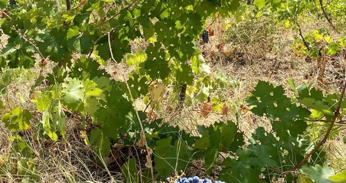 Петел бгВ следващите две години лозарите ще получат над 17 млн