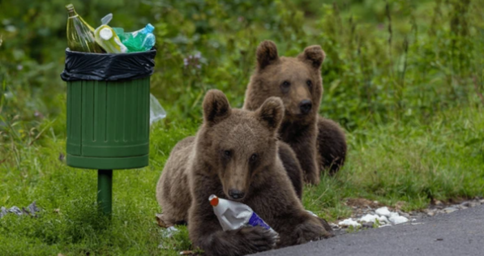 В последните месеци зачестяват случаите на мечки слезли в населените