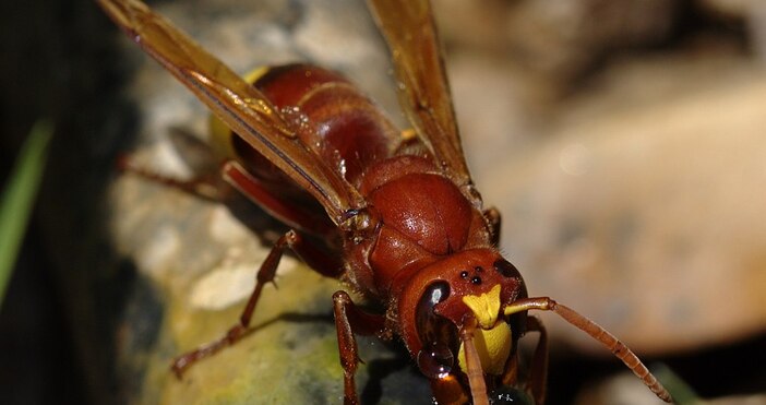Инвазивен стършел смятан за по опасен от местния се е разпространил
