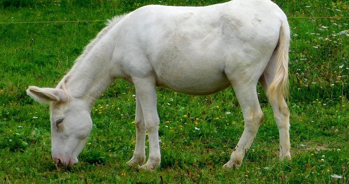 Българи произвеждат за първи път в Европа и света кашкавал