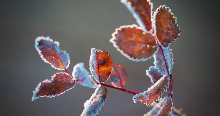 Мая Иванова Снимка pixabay comСмразяващите минус 5 градуса бяха измерени днес