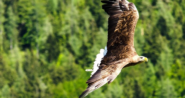 Популациите на кръстат орел както и на черния белоглавия и