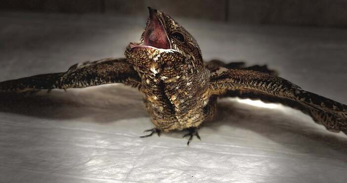 Много интересен вид показаха от Зоологическата градина във Варна Здравейте приятели Днес