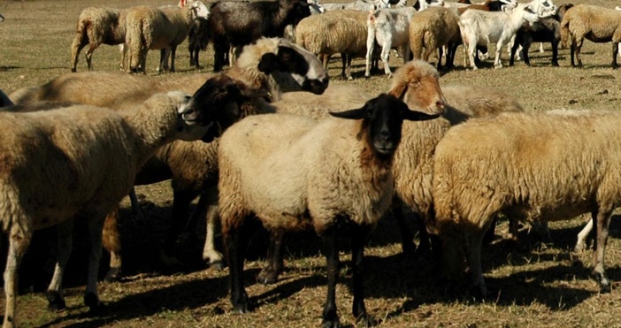 , архивЗемеделец от Велинград заплаши да изгори стадото си от