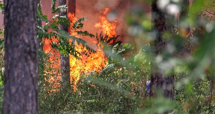 Доклад на Световния фонд за дивата природа WWF България