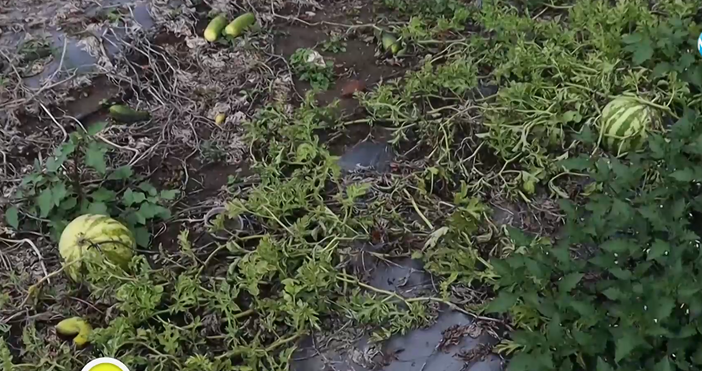 Сушата и високите температури тази година унищожиха реколтата от боб