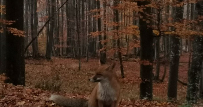 Социоложката Мира Радева бе изненадана в гората Ето какво разказа тя