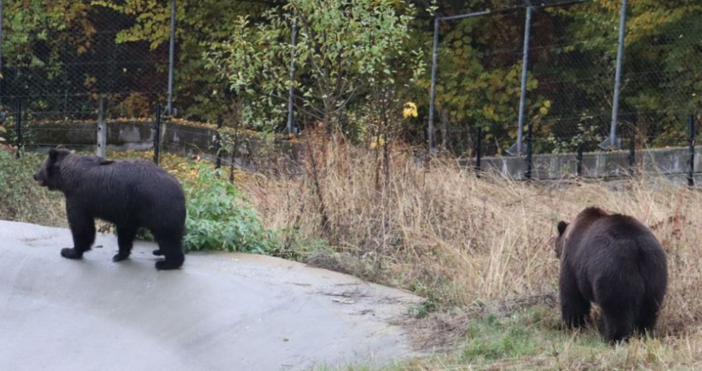 Парк за мечки Белица посрещна своите най нови обитатели мечетата