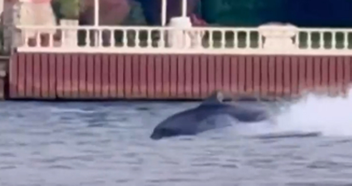 Делфини се появиха в сърцето на Истанбул в Босфора Сцената