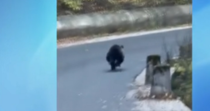 Все по често се срещат мечета по българските пътища и в