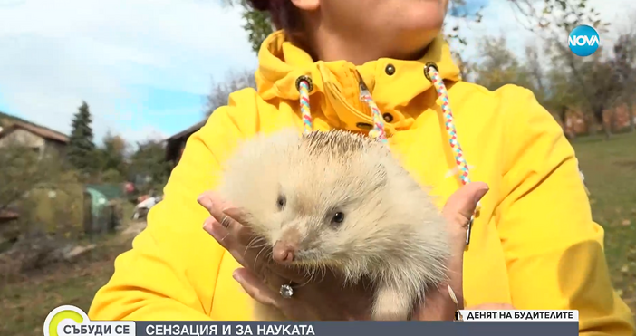 Уникалният бял таралеж на име Драго открит в село Лакатник