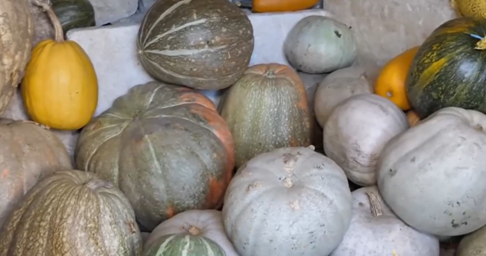 Някои от тях достигат до впечатляващите 50 кгТикви с размери