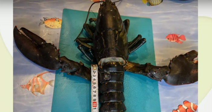 Изненадваща находка край Несебър озадачи българските учени – омар с