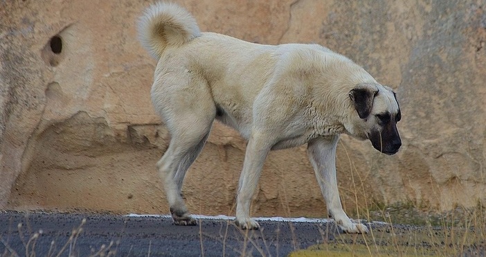 Възрастен мъж на 91 години от джебелското село Плазище е
