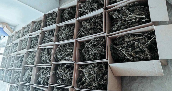 Над 150 кг марихуана са иззети при специализирана полицейска операция