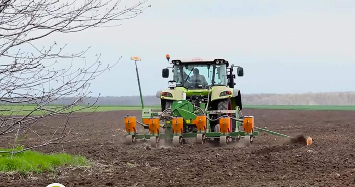 Сушата тази година удари и по реколтата от царевица 37