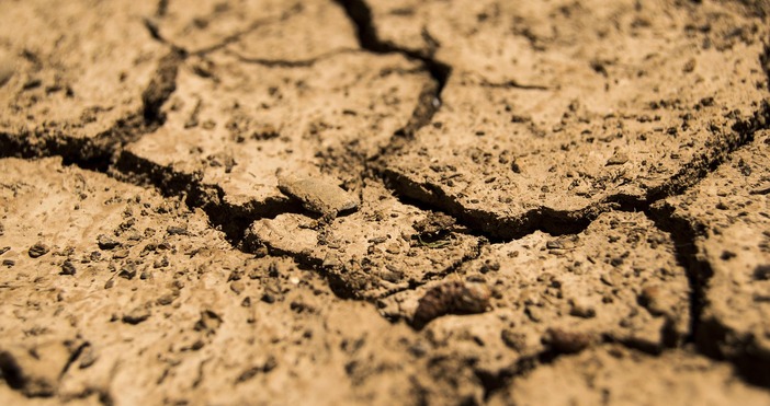 Сушата тази година удари и по реколтата от царевица 37