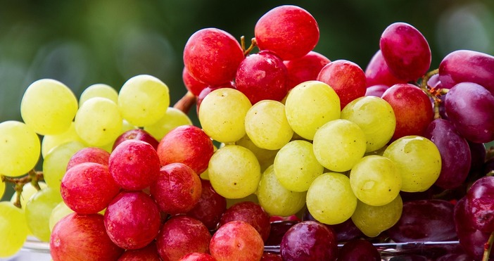 Реколтата от грозде в региона на Кюстендил е добра както