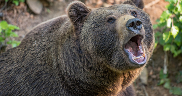 Жител на село Секирчи община Долнени в Северна Македония е