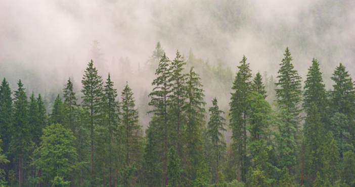 Сателитни снимки на подозрителни промени в горските масиви на Южните