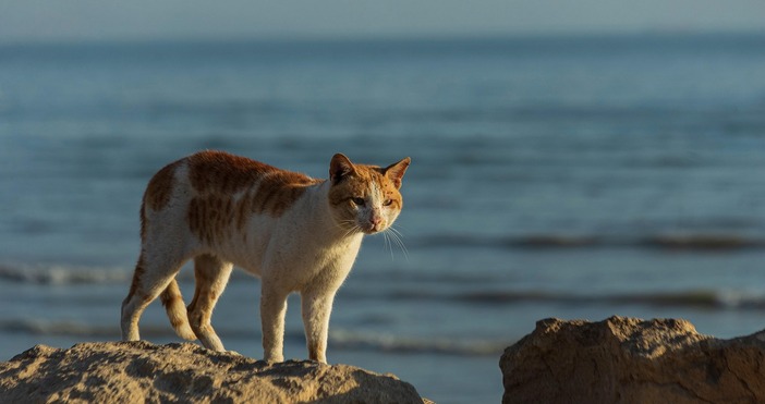 Гръцки съд наложи 1 7 милиона евро глоба за жестокост към