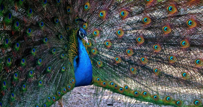 Българската агенция по безопасност на храните БАБХ установи огнище на