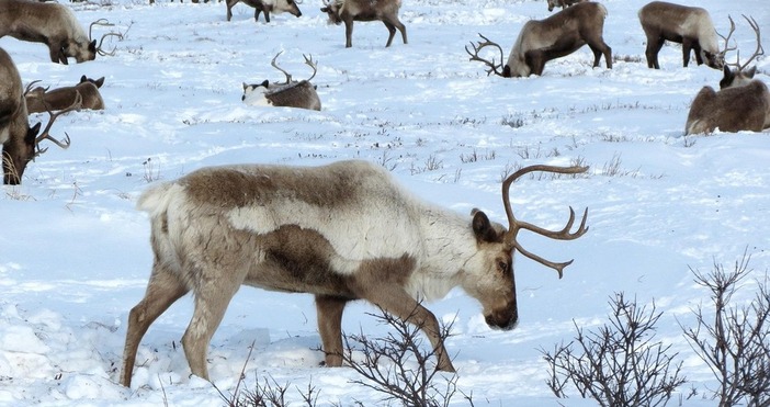 Сняг най после падна в селото на Дядо Коледа в Лапландия
