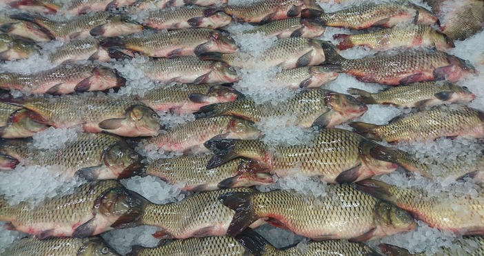 Изпълнителната агенция по рибарство и аквакултури ще проведе засилени проверки