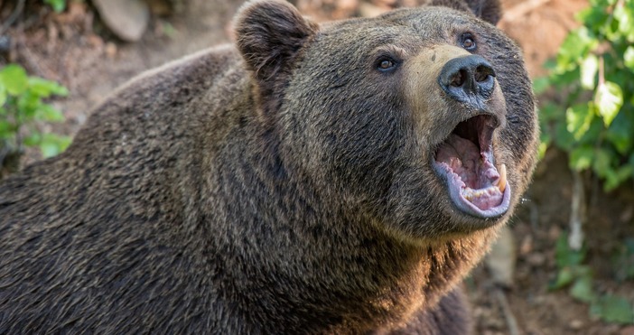 Мечка е забелязана да тича по улиците на Карлово Животното е