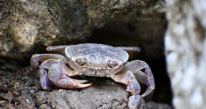 Климатът и войната прогониха паламуда от Черно мореХарактерните за есенно зимния