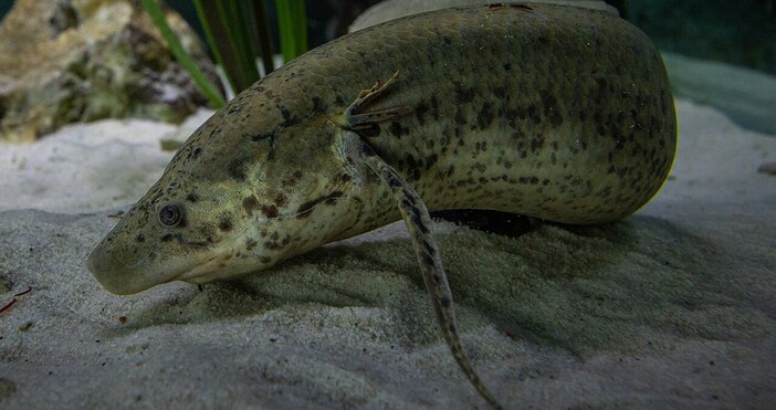 Африканската двудишаща риба Protopterus annectens е сладководна риба разпространена в