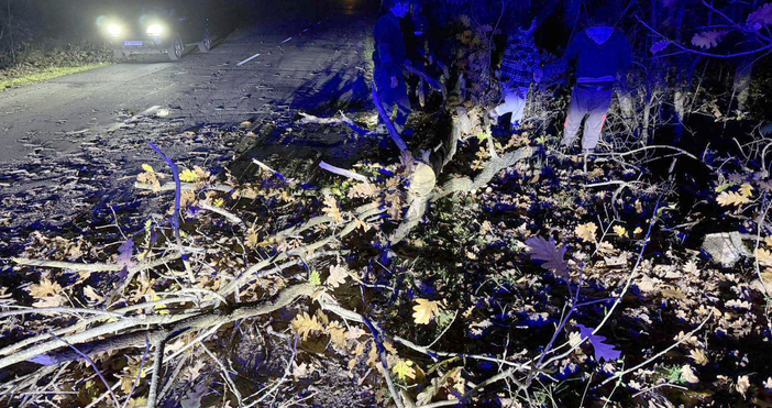 Поривистият южен вятър събори дърво и временно затвори пътя между