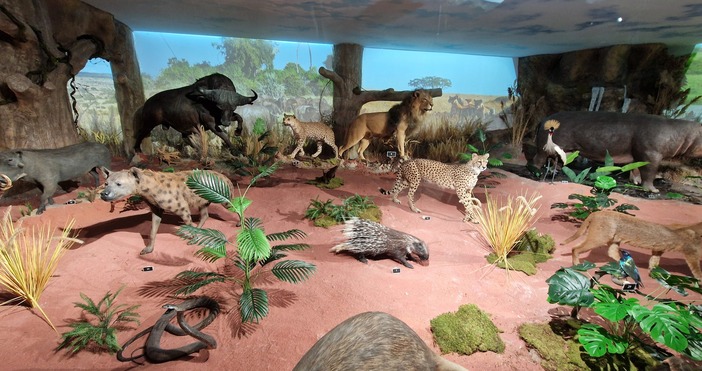 Първото в Пловдив и България зоокафе и експозицията Африка и