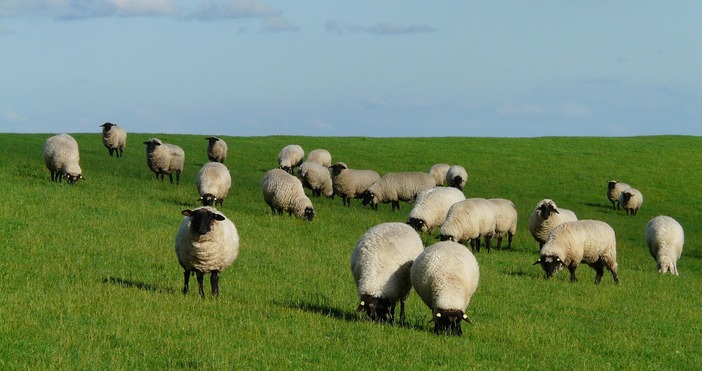 Държавен фонд Земеделие ДФЗ преведе 19 4 млн лв 19 391