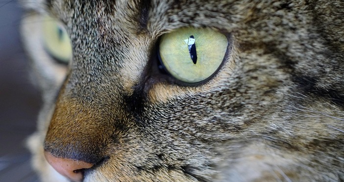 Разследват убийство на домашна котка в село Търняне съобщиха от