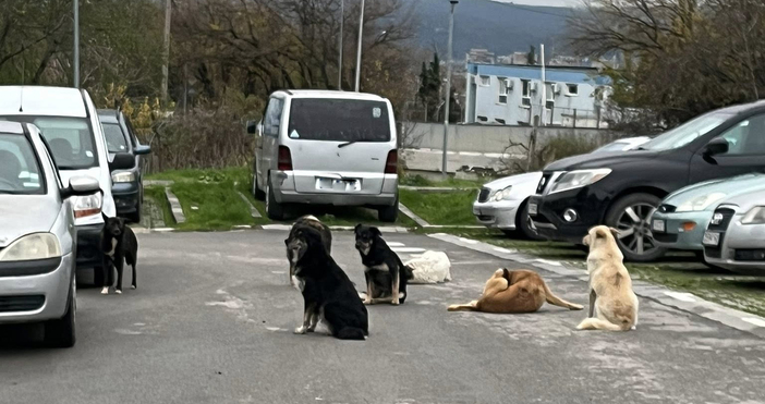 Жители на варненския квартал Изгрев подават сигнал за ескалиращ проблем