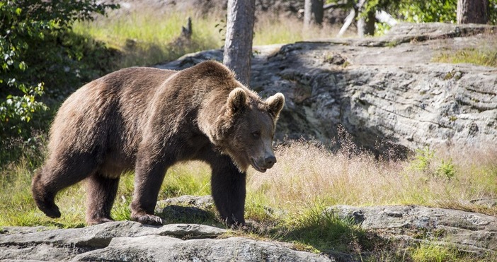 Срещите между мечки и хора зачестяват тревожно а нощните разходки