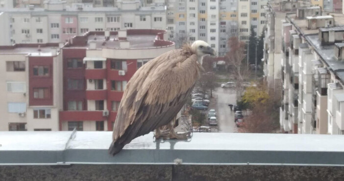 Днес РИОСВ Хасково получи сигнал от граждани за белоглав лешояд забелязан